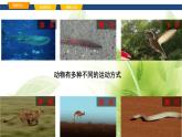 魯科版八年級生物上冊第二章7.2.1動物的運動教學課件+訓練含答案