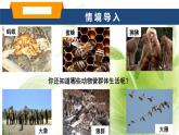 魯科版八年級(jí)生物上冊(cè)第二章7.2.3社會(huì)行為教學(xué)課件+訓(xùn)練含答案