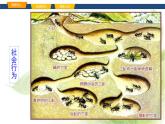魯科版八年級(jí)生物上冊(cè)第二章7.2.3社會(huì)行為教學(xué)課件+訓(xùn)練含答案