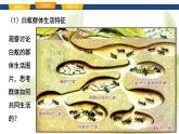 魯科版八年級(jí)生物上冊(cè)第二章7.2.3社會(huì)行為教學(xué)課件+訓(xùn)練含答案