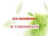 魯科版八年級生物上冊第三章7.3.1動物在自然界中的作用教學(xué)課件+訓(xùn)練含答案