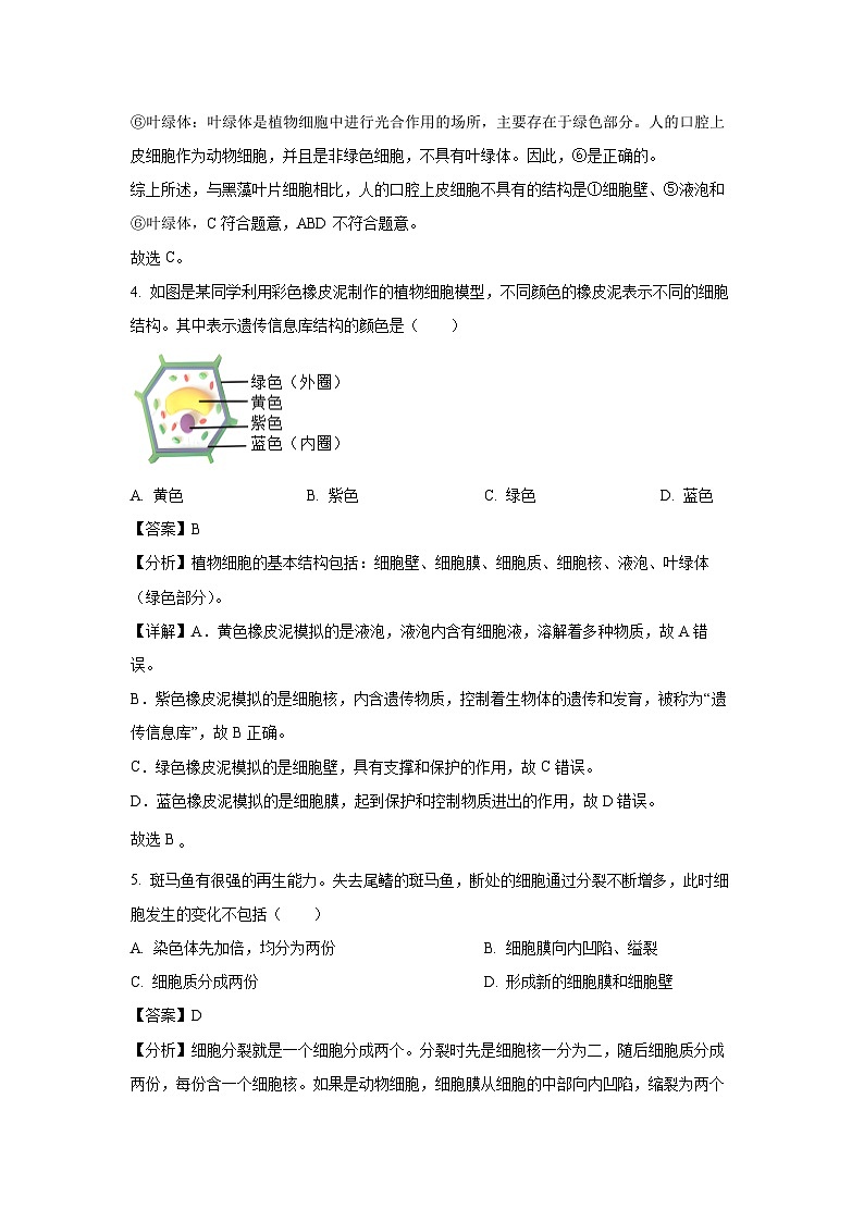 2024~2025学年河北省秦皇岛市海港区七年级上学期期末生物试卷（解析版）第3页