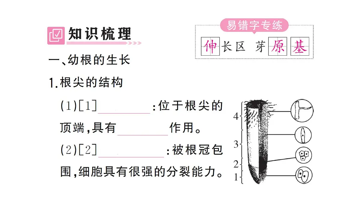 初中生物新人教版七年级下册第三单元第一章第二节 植株的生长作业课件2025春第2页