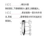 初中生物新人教版七年級(jí)下冊(cè)第三單元第一章第二節(jié) 植株的生長(zhǎng)作業(yè)課件2025春