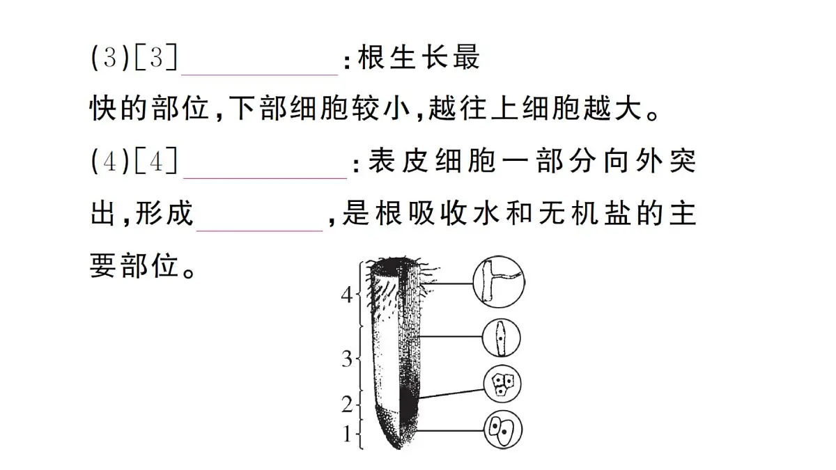 初中生物新人教版七年级下册第三单元第一章第二节 植株的生长作业课件2025春第3页