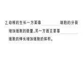 初中生物新人教版七年級(jí)下冊(cè)第三單元第一章第二節(jié) 植株的生長(zhǎng)作業(yè)課件2025春