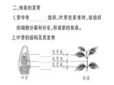 初中生物新人教版七年級(jí)下冊(cè)第三單元第一章第二節(jié) 植株的生長(zhǎng)作業(yè)課件2025春