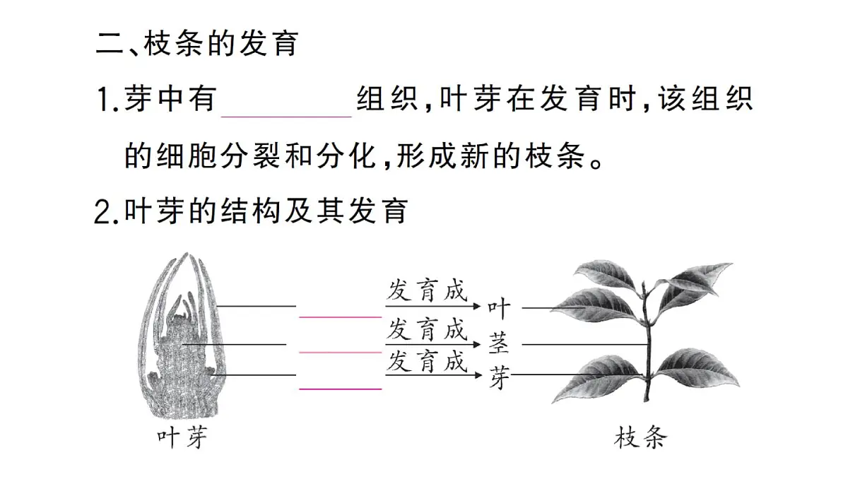 初中生物新人教版七年级下册第三单元第一章第二节 植株的生长作业课件2025春第5页