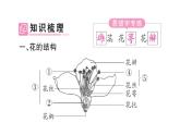 初中生物新人教版七年級下冊第三單元第一章第三節(jié) 開花和結(jié)果作業(yè)課件2025春