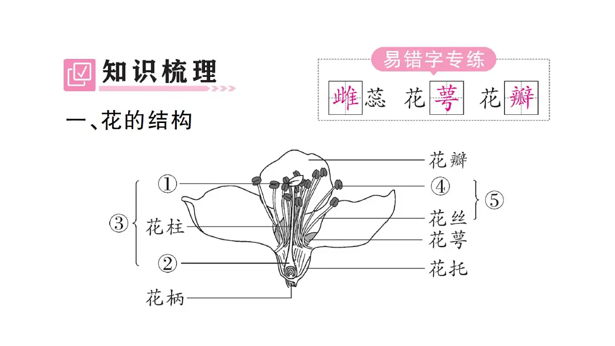 初中生物新人教版七年级下册第三单元第一章第三节 开花和结果作业课件2025春第2页