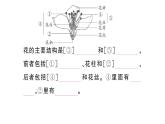 初中生物新人教版七年級下冊第三單元第一章第三節(jié) 開花和結(jié)果作業(yè)課件2025春