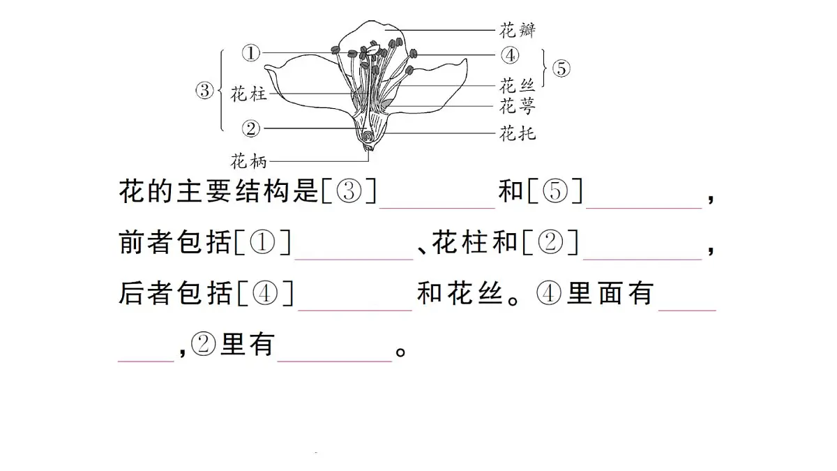 初中生物新人教版七年级下册第三单元第一章第三节 开花和结果作业课件2025春第3页