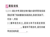 初中生物新人教版七年級下冊第三單元第二章綜合實踐項目 栽培一種植物，探究所需的環(huán)境條件作業(yè)課件2025春
