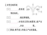 初中生物新人教版七年級下冊第四單元第一章第一節(jié) 人的生殖作業(yè)課件2025春
