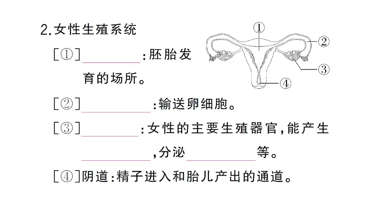 初中生物新人教版七年级下册第四单元第一章第一节 人的生殖作业课件2025春第3页