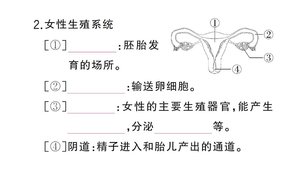 初中生物新人教版七年级下册第四单元第一章第一节 人的生殖作业课件2025春第3页