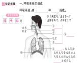 初中生物新人教版七年級(jí)下冊(cè)第四單元第三章第一節(jié) 呼吸道對(duì)空氣的處理作業(yè)課件2025春