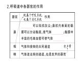 初中生物新人教版七年級(jí)下冊(cè)第四單元第三章第一節(jié) 呼吸道對(duì)空氣的處理作業(yè)課件2025春