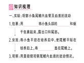 初中生物新人教版七年級(jí)下冊(cè)第四單元第四章第二節(jié) 血流的管道——血管作業(yè)課件2025春