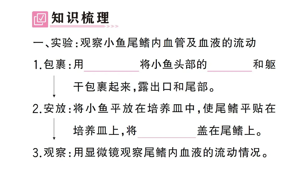 初中生物新人教版七年级下册第四单元第四章第二节 血流的管道——血管作业课件2025春第2页