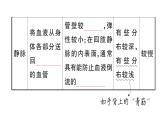 初中生物新人教版七年級(jí)下冊(cè)第四單元第四章第二節(jié) 血流的管道——血管作業(yè)課件2025春