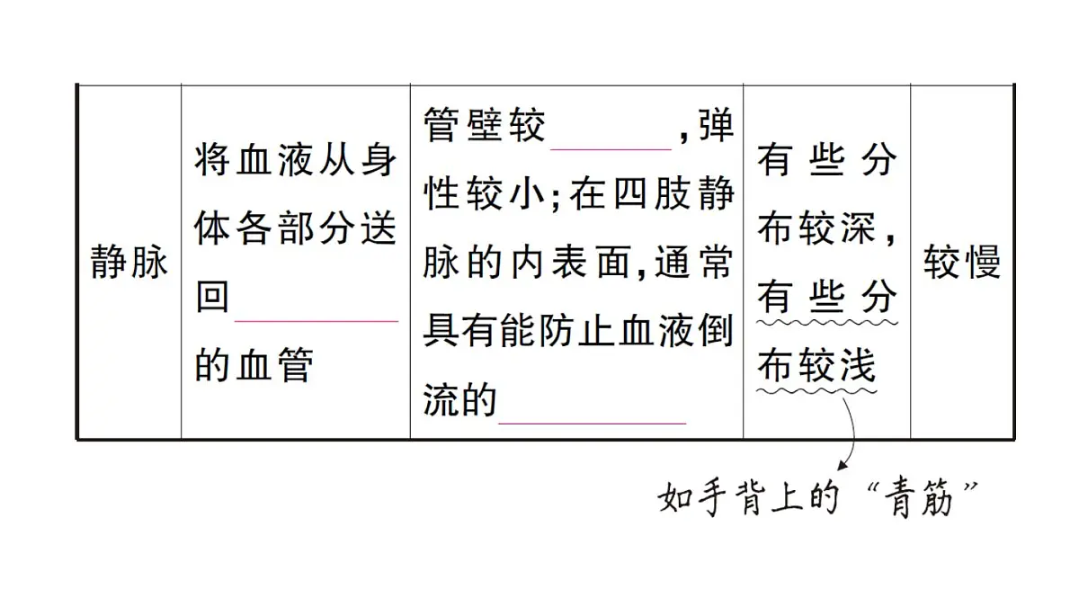 初中生物新人教版七年级下册第四单元第四章第二节 血流的管道——血管作业课件2025春第5页