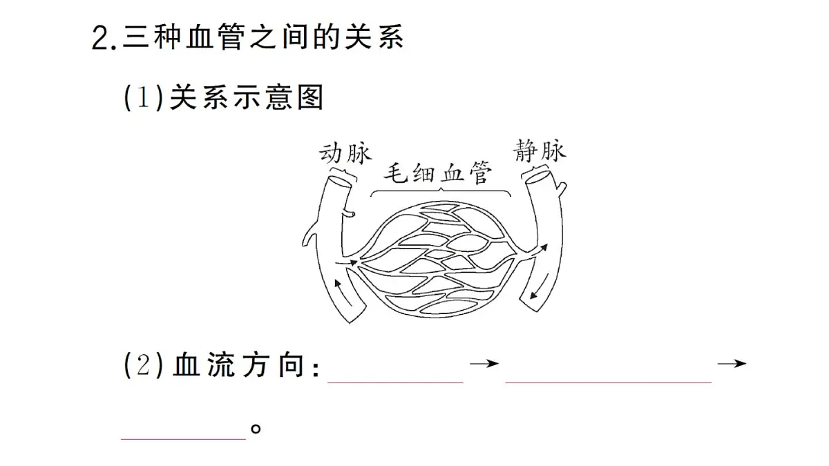 初中生物新人教版七年级下册第四单元第四章第二节 血流的管道——血管作业课件2025春第6页