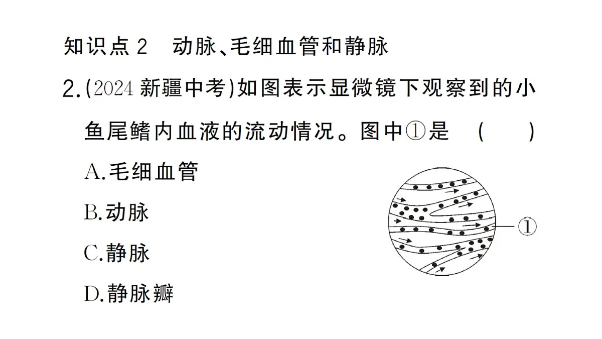 初中生物新人教版七年级下册第四单元第四章第二节 血流的管道——血管作业课件2025春第8页