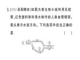 初中生物新人教版七年級(jí)下冊(cè)第四單元第五章綜合實(shí)踐項(xiàng)目 設(shè)計(jì)并制作人體結(jié)構(gòu)模型作業(yè)課件2025春