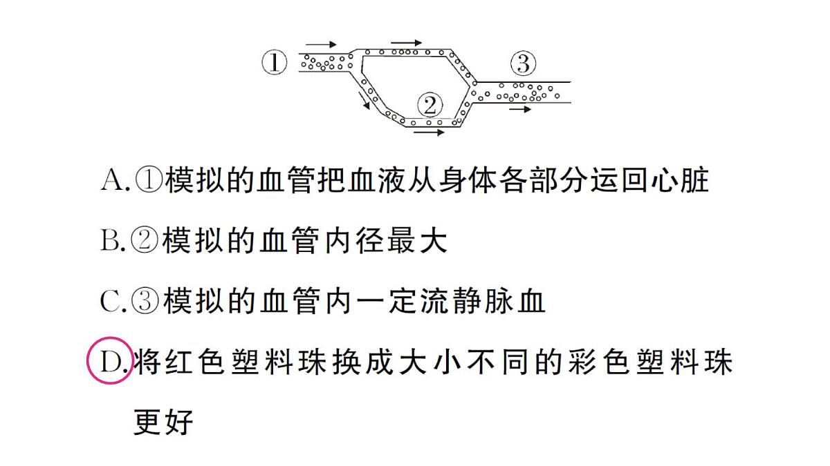 初中生物新人教版七年级下册第四单元第五章综合实践项目 设计并制作人体结构模型作业课件2025春第6页