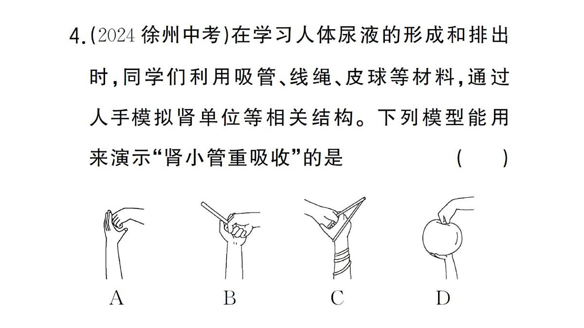 初中生物新人教版七年级下册第四单元第五章综合实践项目 设计并制作人体结构模型作业课件2025春第7页