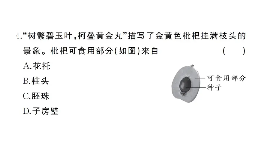 初中生物新人教版七年级下册期中综合检测卷作业课件2025春第4页
