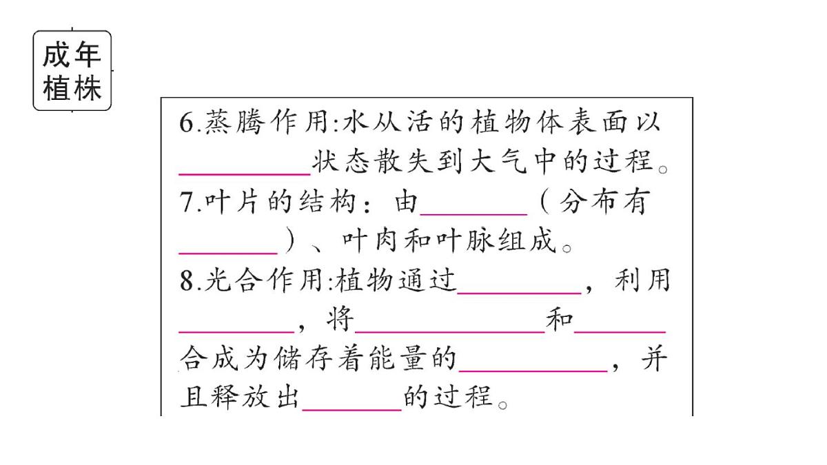 初中生物新人教版七年级下册期末大单元整合一 植物的生活作业课件2025春第5页