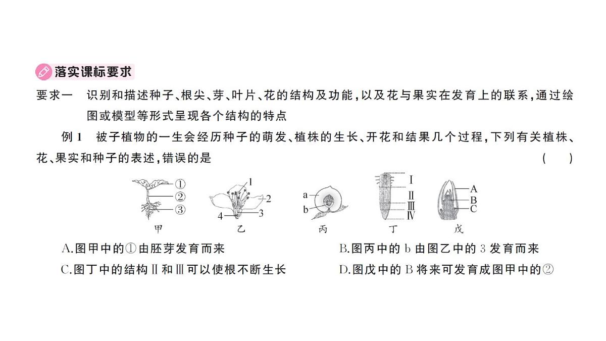 初中生物新人教版七年级下册期末大单元整合一 植物的生活作业课件2025春第8页