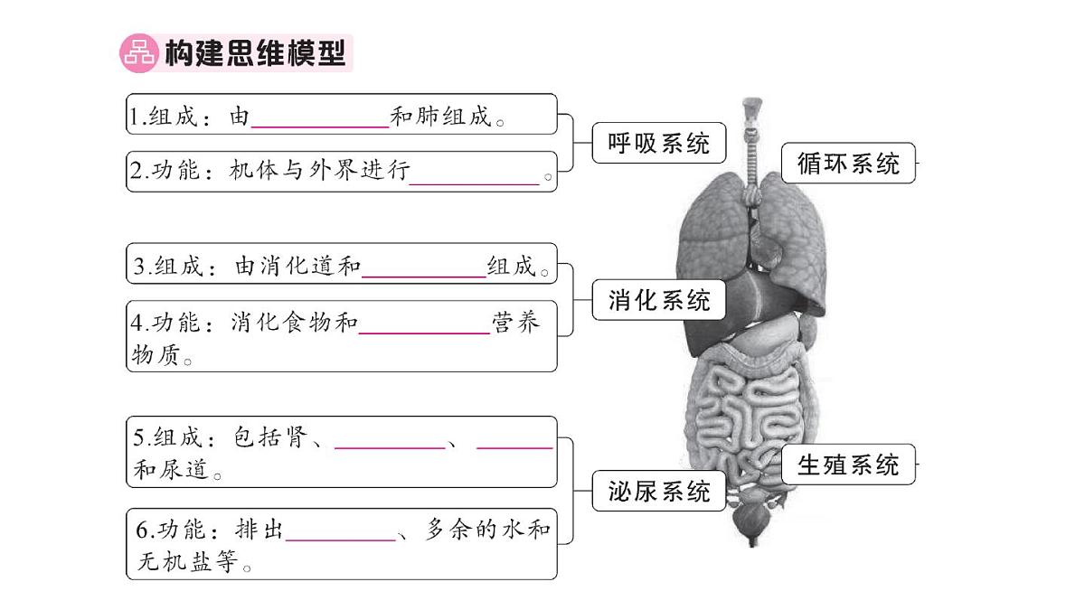 初中生物新人教版七年级下册期末大单元整合二 人体生理与健康作业课件2025春第2页