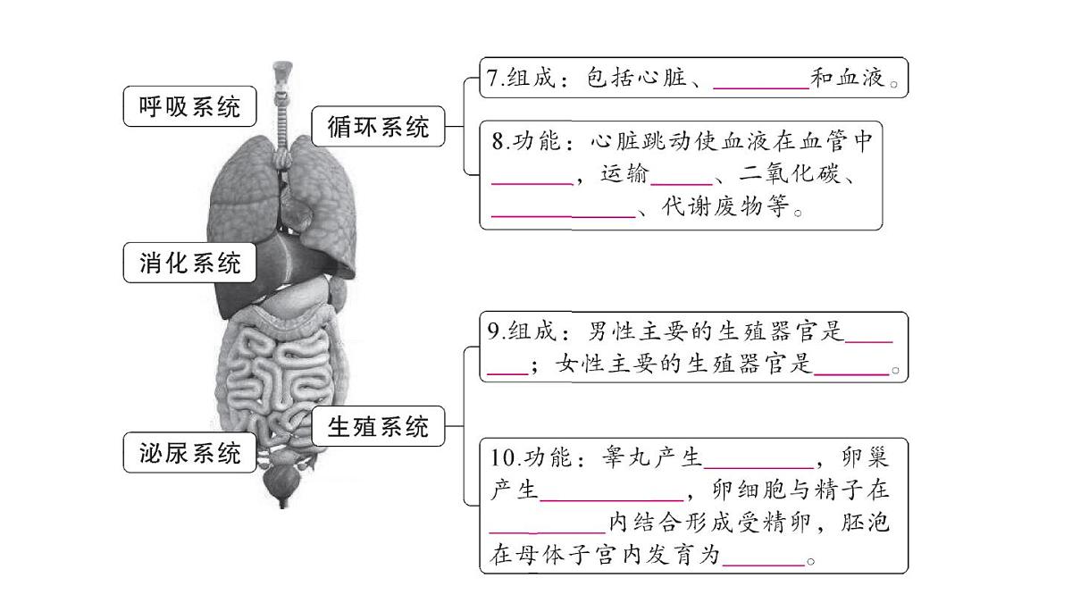 初中生物新人教版七年级下册期末大单元整合二 人体生理与健康作业课件2025春第3页