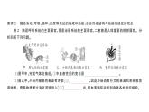 初中生物新人教版七年级下册期末大单元整合二 人体生理与健康作业课件2025春