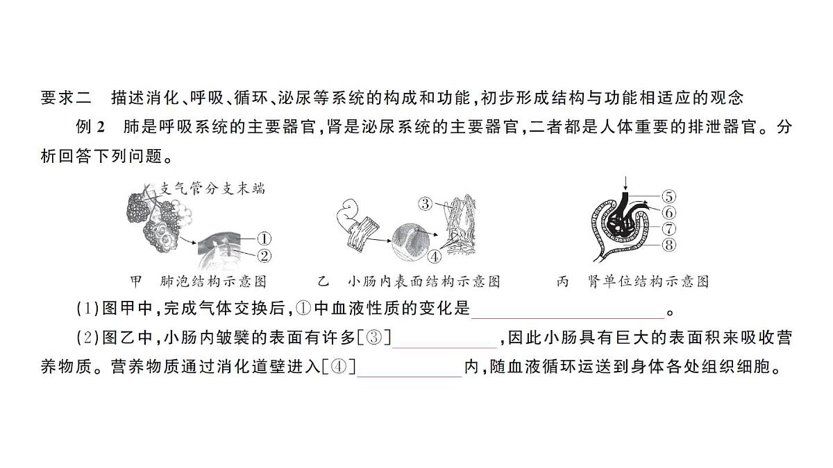 初中生物新人教版七年级下册期末大单元整合二 人体生理与健康作业课件2025春第5页