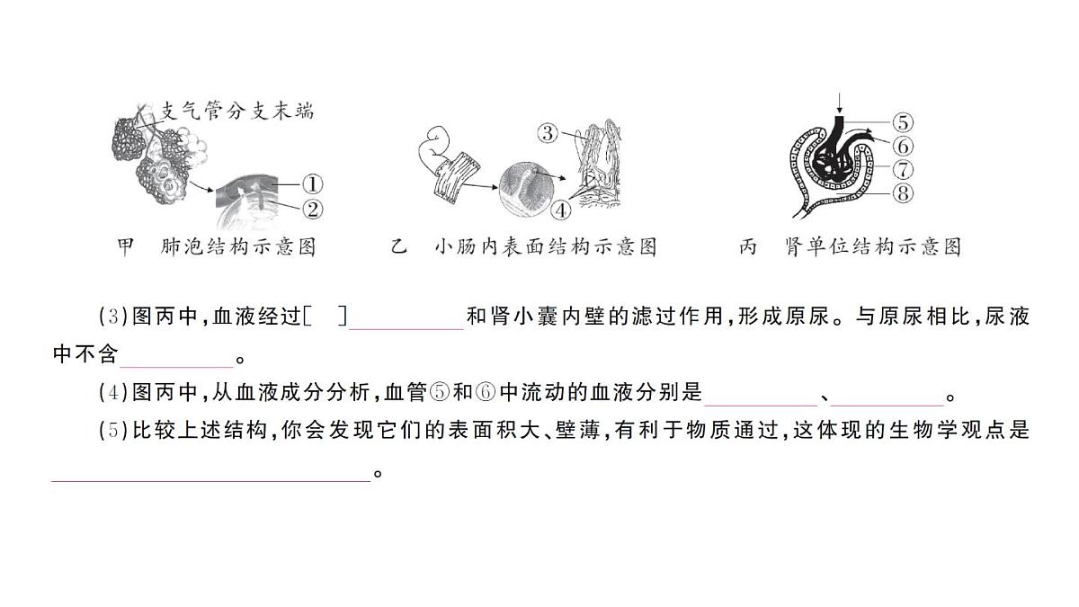 初中生物新人教版七年级下册期末大单元整合二 人体生理与健康作业课件2025春第6页