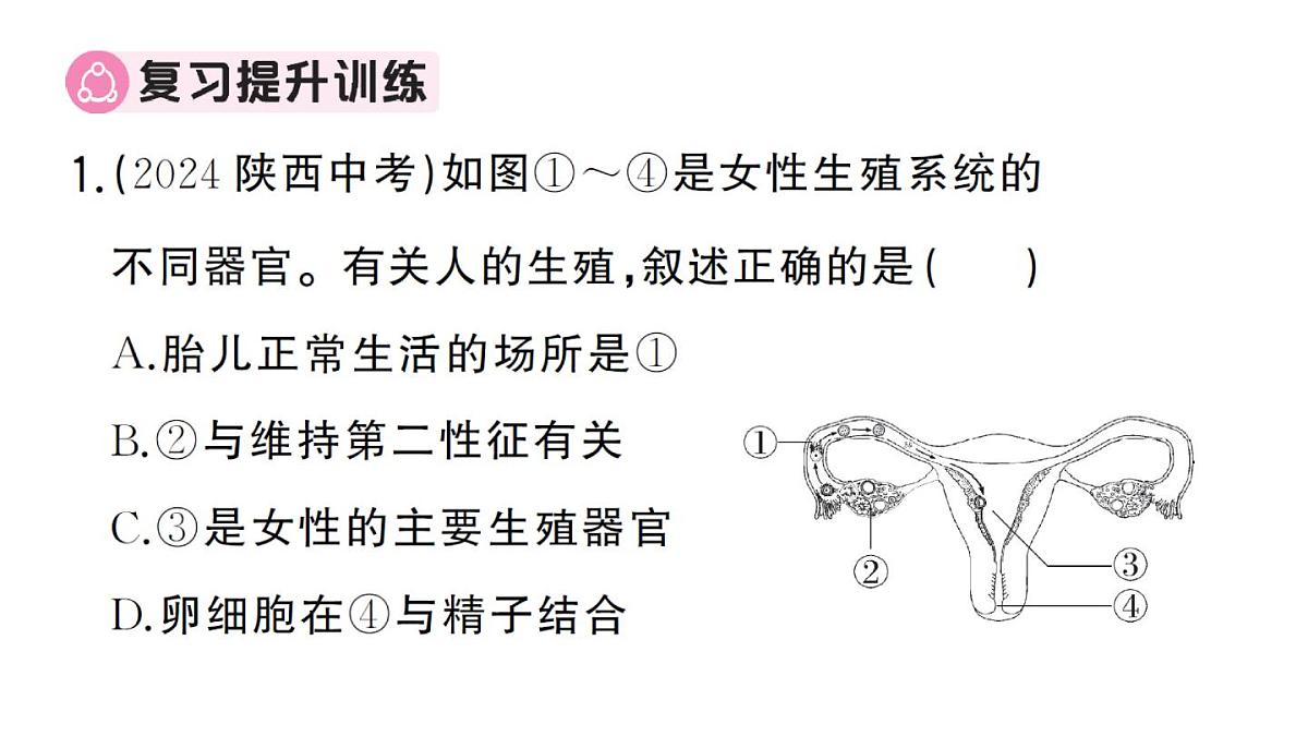 初中生物新人教版七年级下册期末大单元整合二 人体生理与健康作业课件2025春第8页