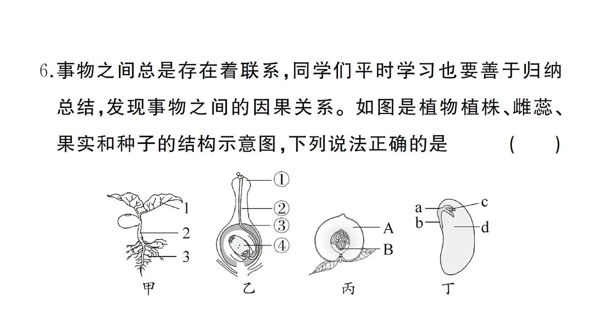 初中生物新人教版七年级下册期末综合检测卷（一）作业课件2025春第5页