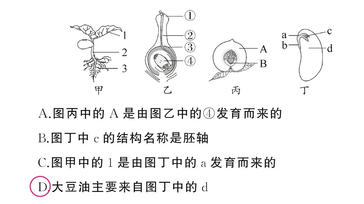 初中生物新人教版七年级下册期末综合检测卷（一）作业课件2025春第6页