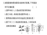初中生物新人教版七年级下册期末识图理解题作业课件2025春