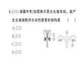初中生物新人教版七年级下册期末识图理解题作业课件2025春