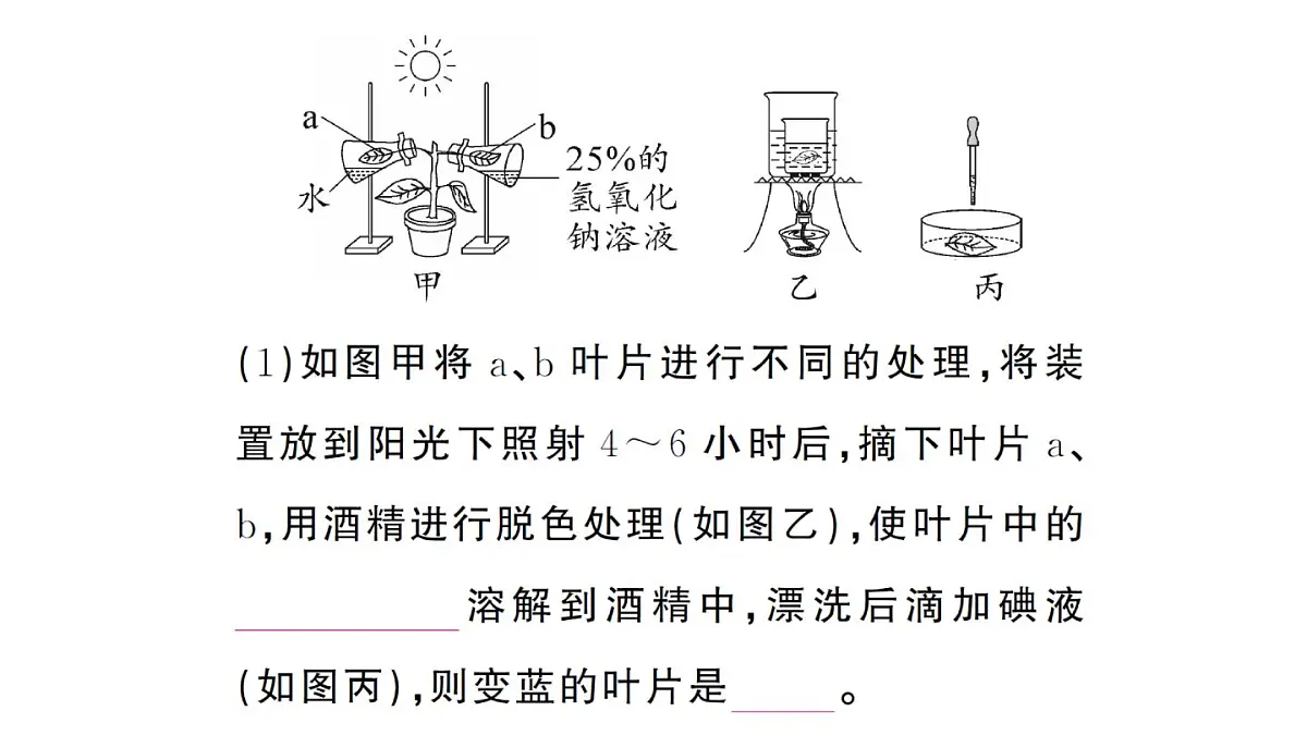 初中生物新人教版七年级下册期末项目式学习作业课件2025春第3页