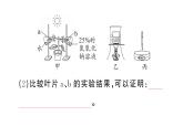 初中生物新人教版七年级下册期末项目式学习作业课件2025春