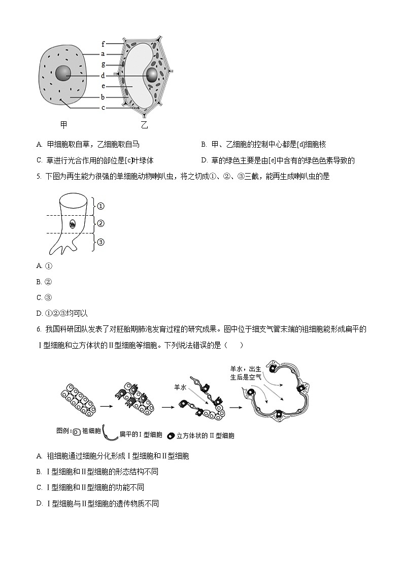 河南省南阳市新野县2024-2025学年七年级上学期期末生物试题（原卷版+解析版）第2页