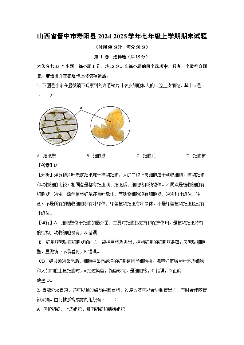 2024~2025学年山西省晋中市寿阳县七年级上学期期末生物试卷（解析版）第1页