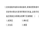 初中生物新人教版七年級下冊第三單元第一章微專題一 被子植物的一生作業(yè)課件2025春