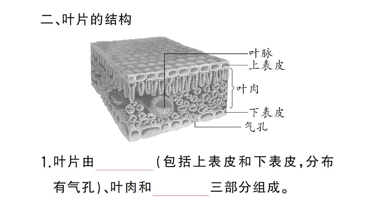 初中生物新人教版七年级下册第三单元第二章第一节 水的利用与散失作业课件2025春第4页